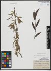Foto von Salix triandra L. x Salix viminalis L.